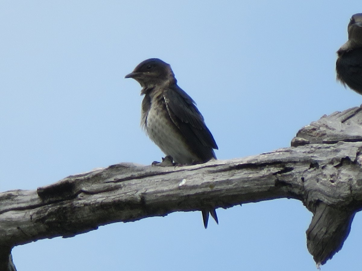 Golondrina Purpúrea - ML620312603