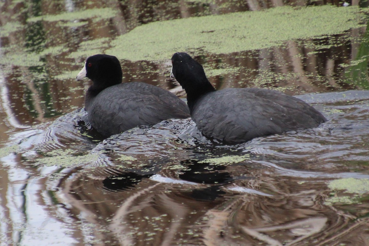 American Coot - ML620312604