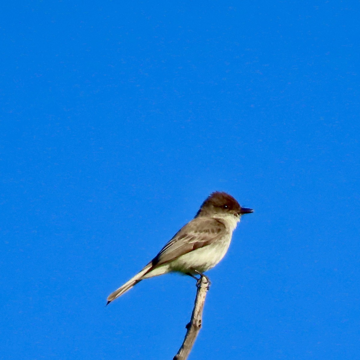 Eastern Phoebe - ML620312605