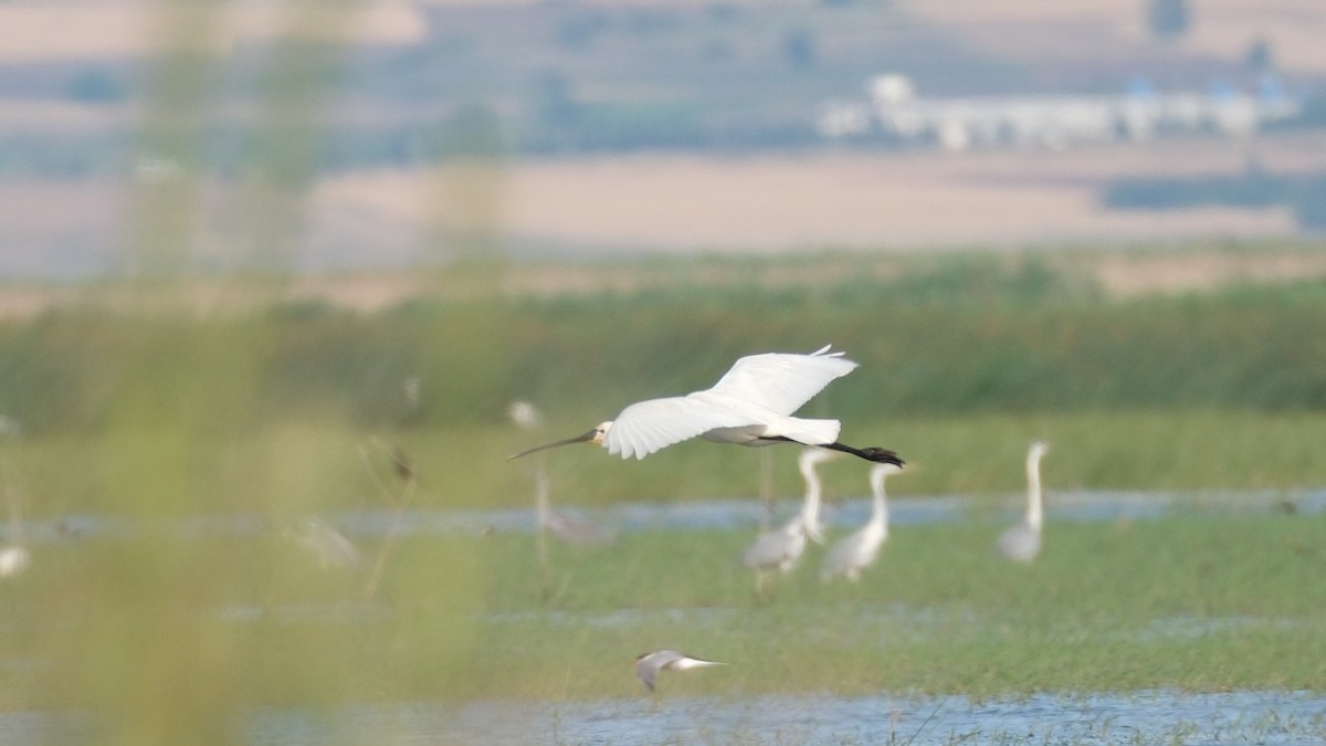 Eurasian Spoonbill - ML620312608