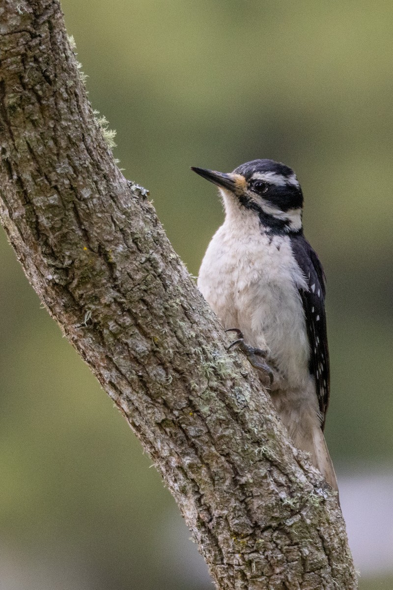 Hairy Woodpecker - ML620312609