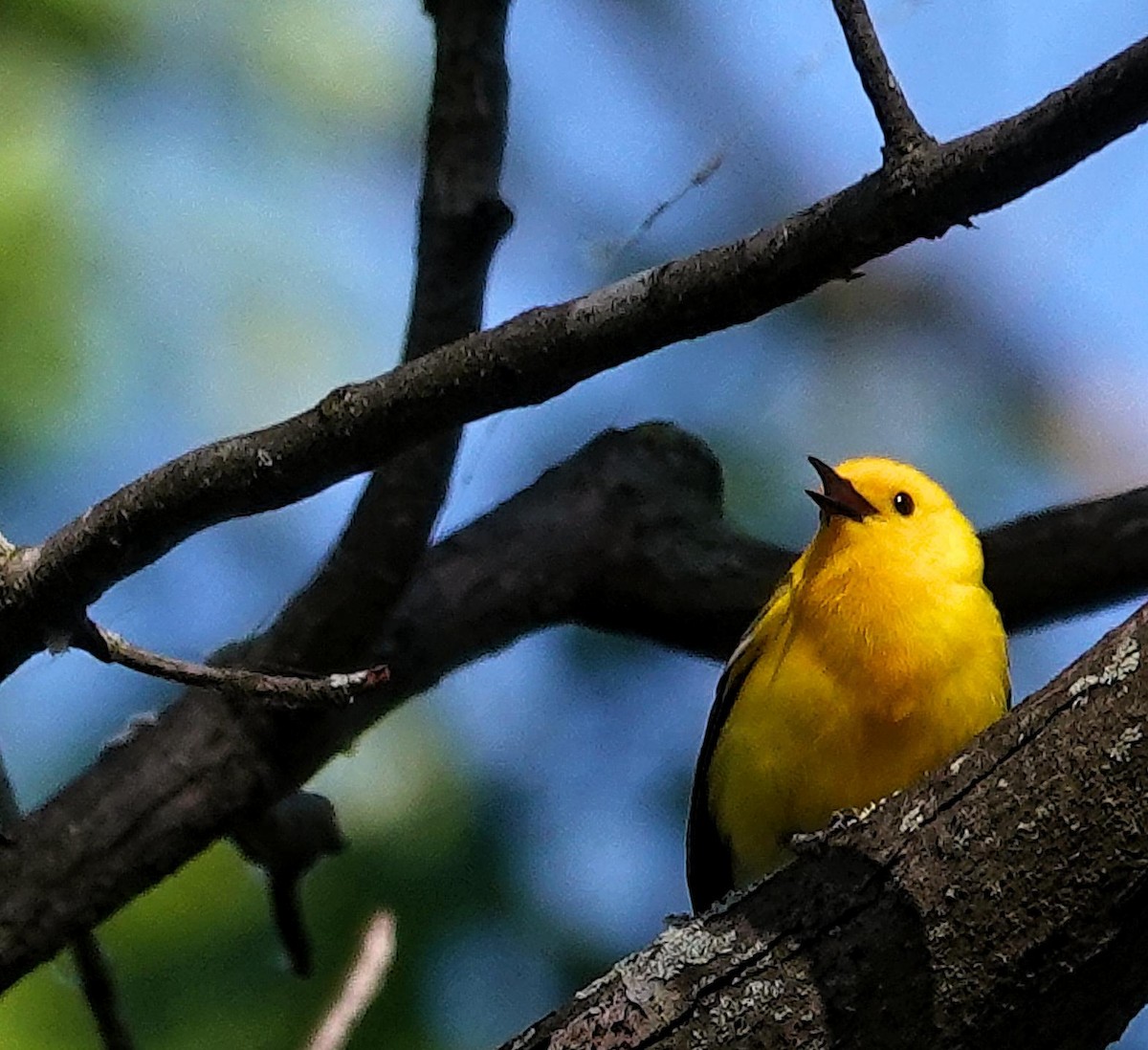 Prothonotary Warbler - ML620312610