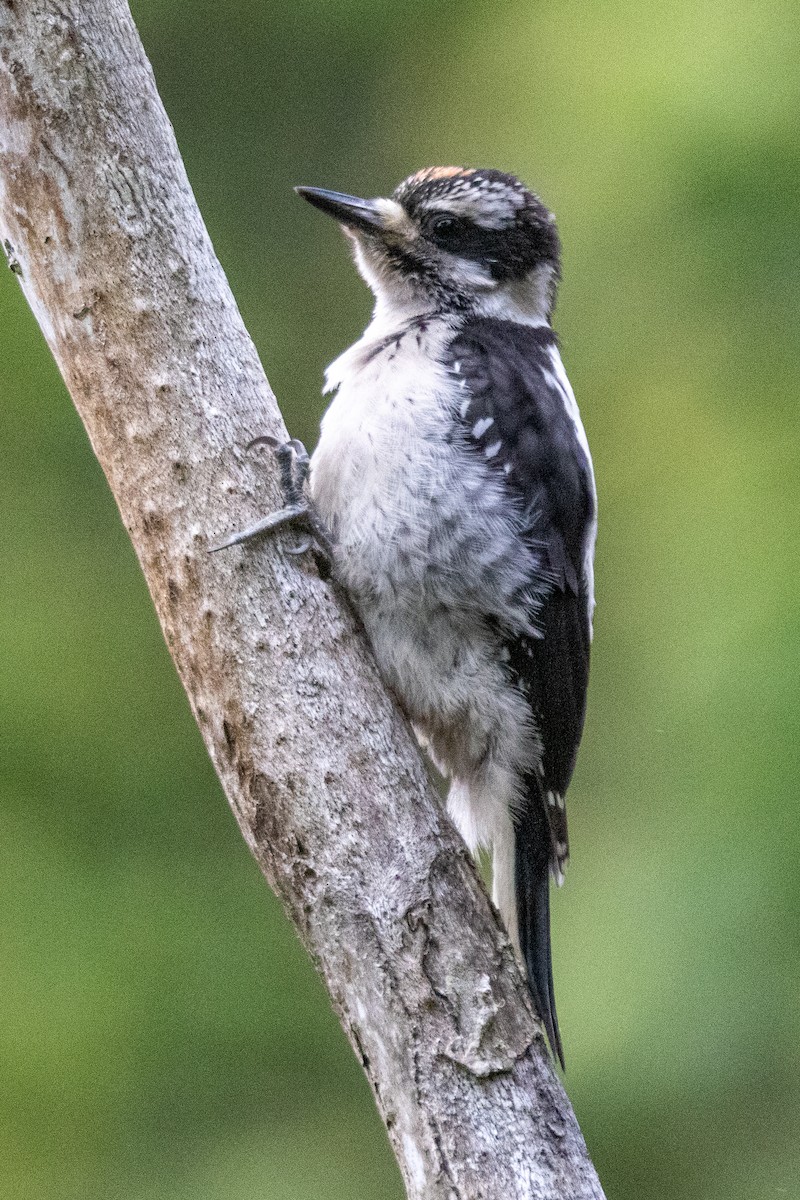 Hairy Woodpecker - ML620312612