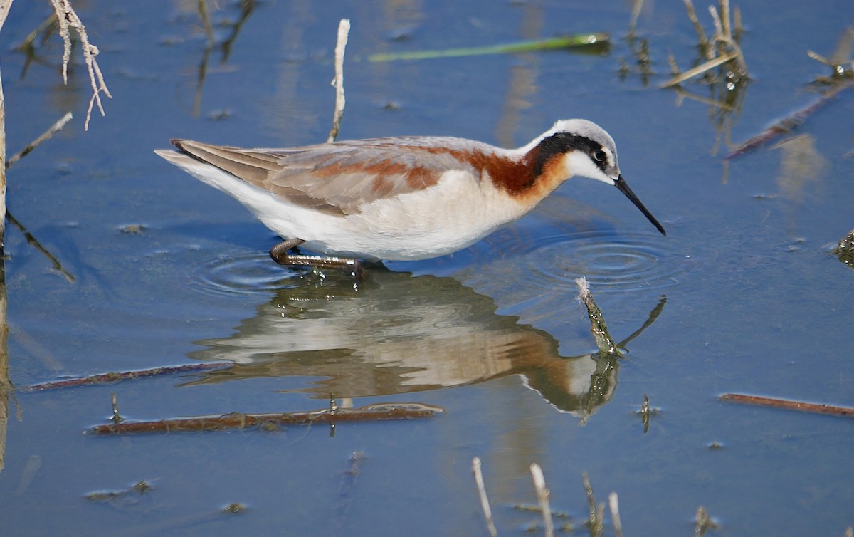 Wilson's Phalarope - ML620312613