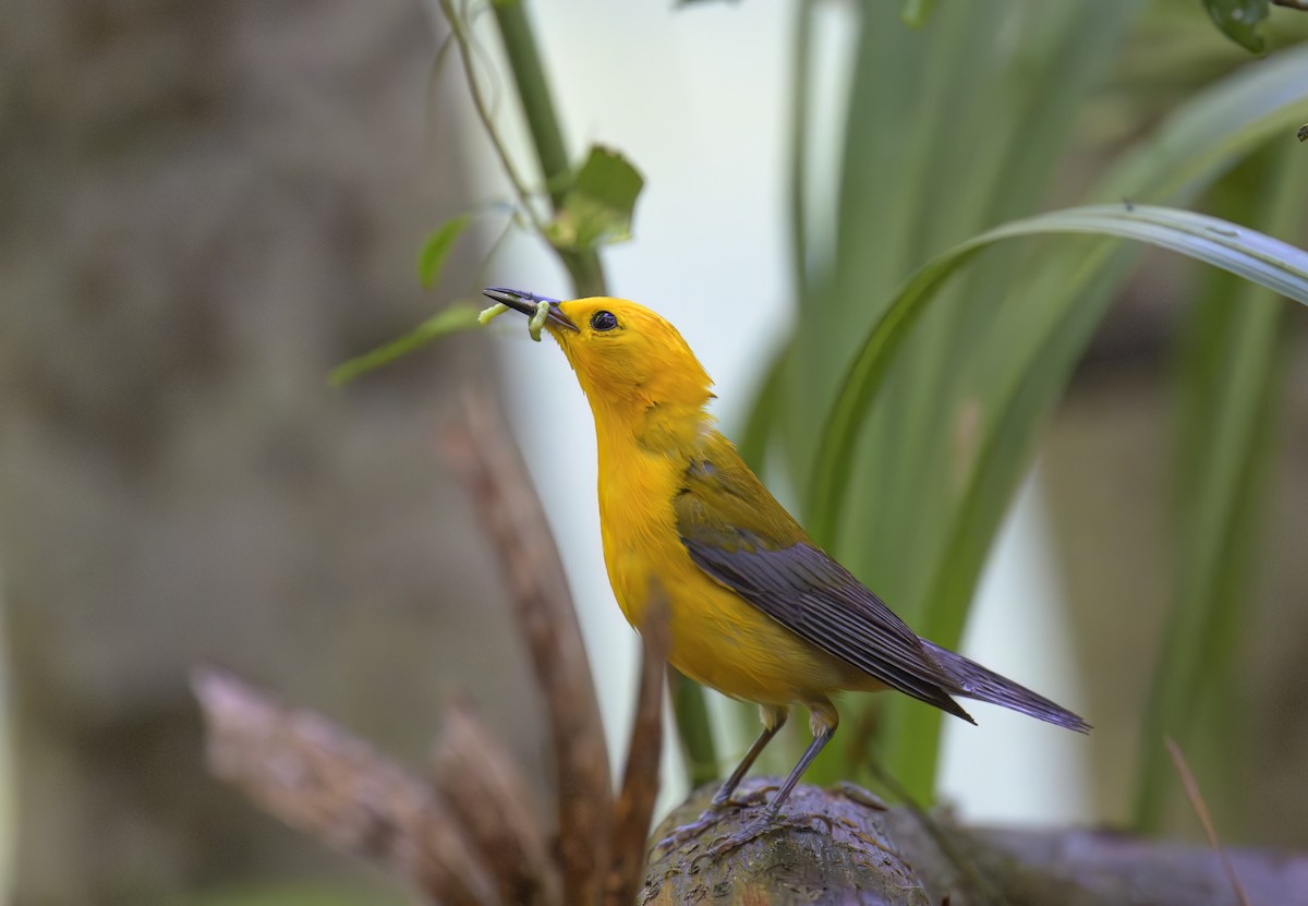 Prothonotary Warbler - ML620312614