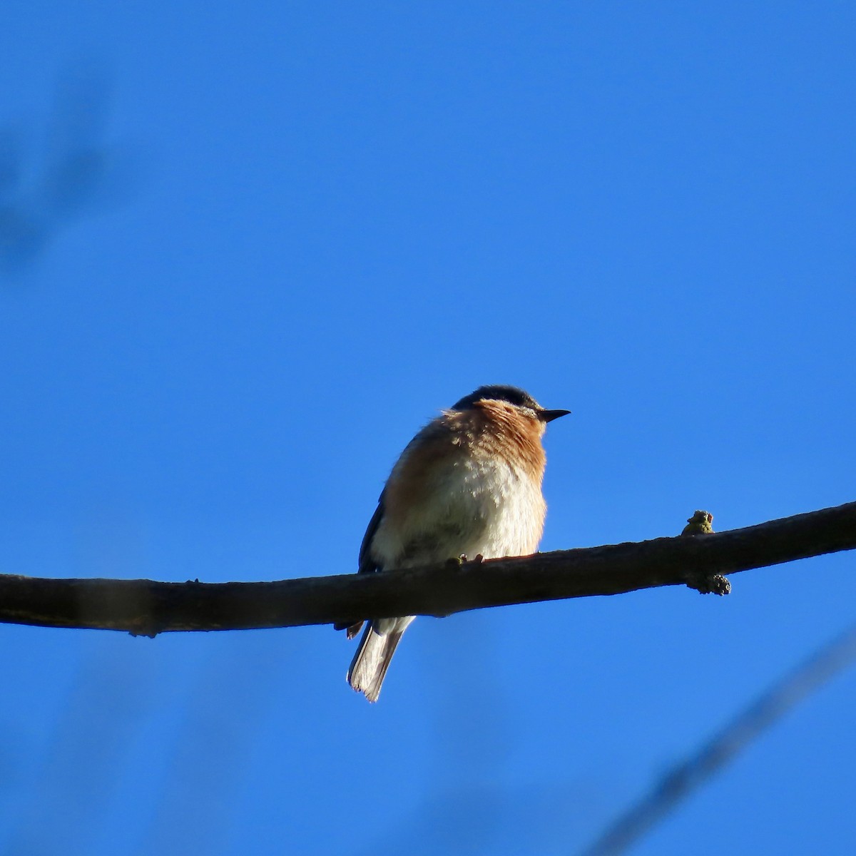 Eastern Bluebird - ML620312615