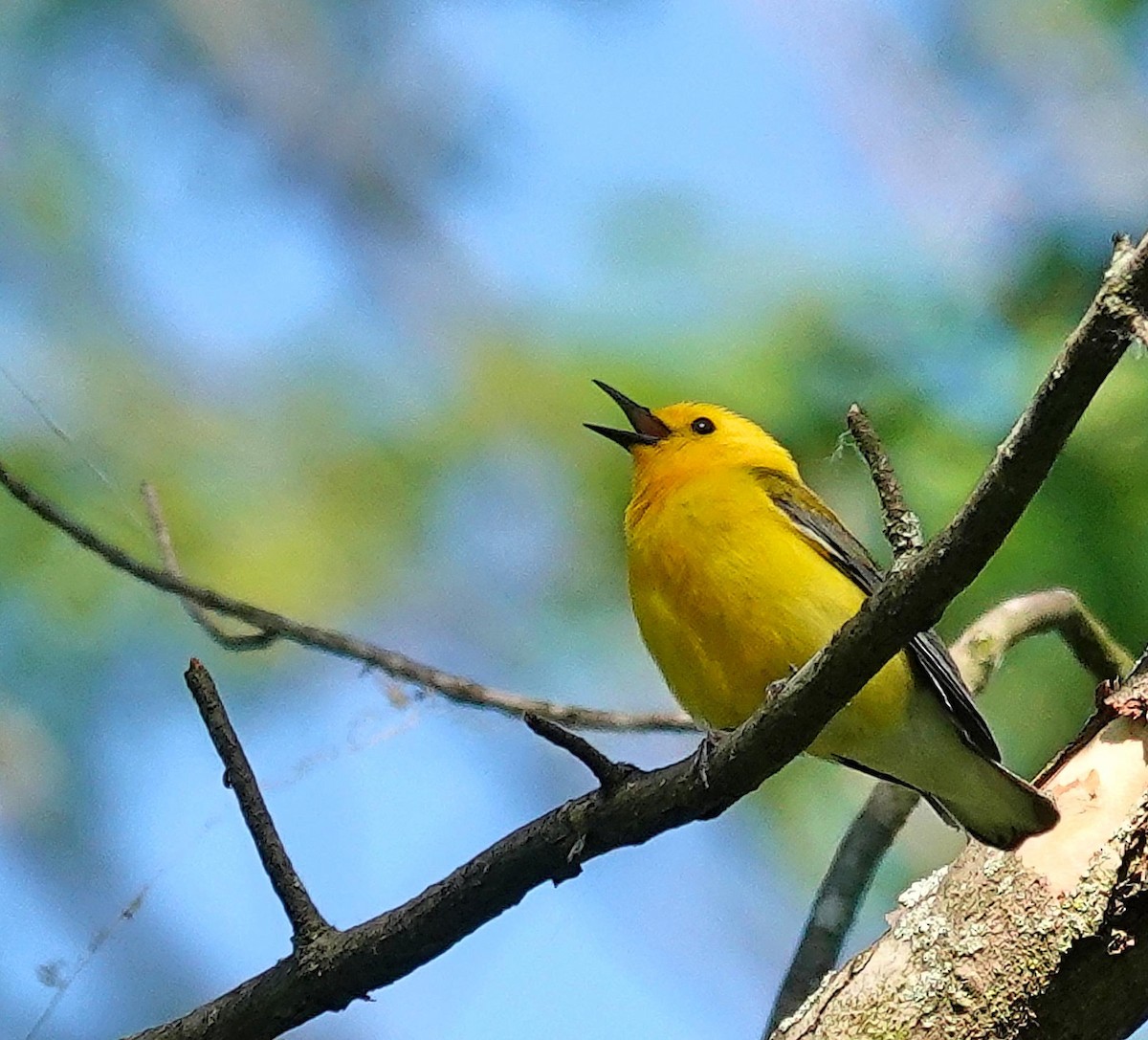 Prothonotary Warbler - ML620312620