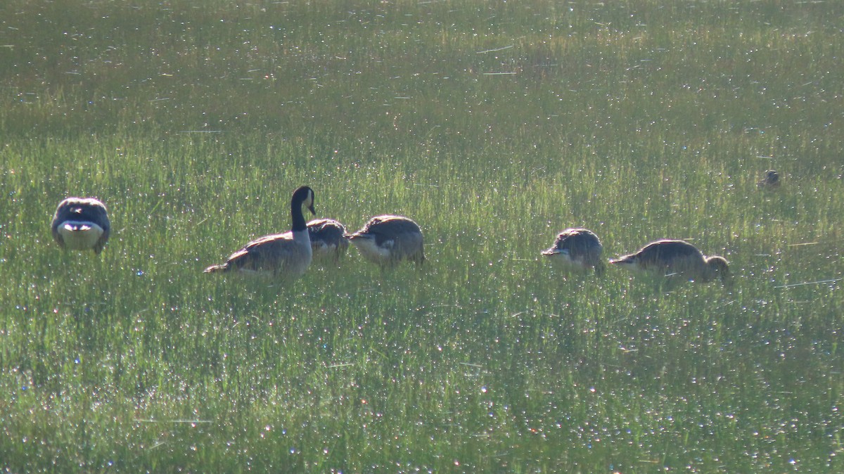 Canada Goose - ML620312621