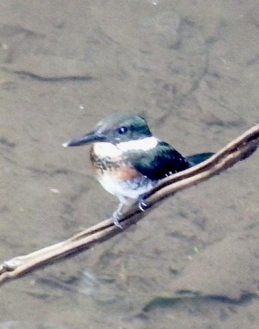 Green Kingfisher - ML620312623