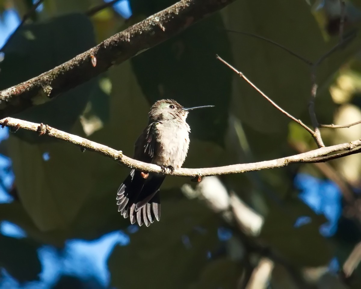 Sombre Hummingbird - ML620312630
