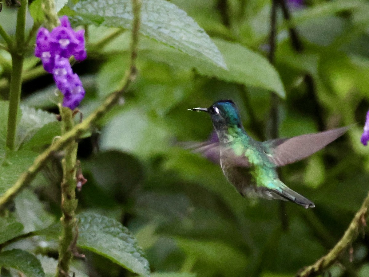 kolibřík fialovohlavý - ML620312634