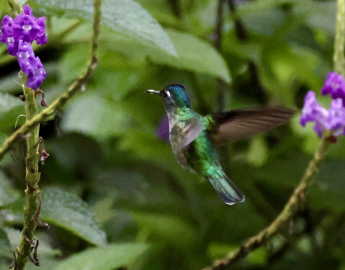 kolibřík fialovohlavý - ML620312635