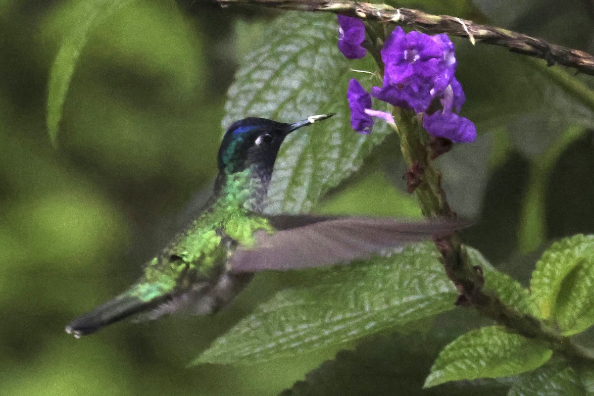 Фиолетовоголовый колибри - ML620312636