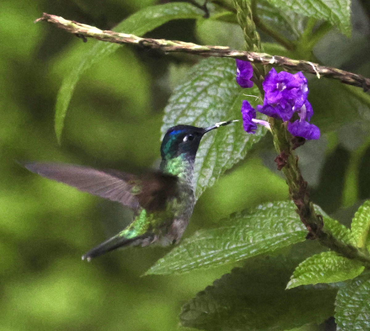 Violet-headed Hummingbird - ML620312637