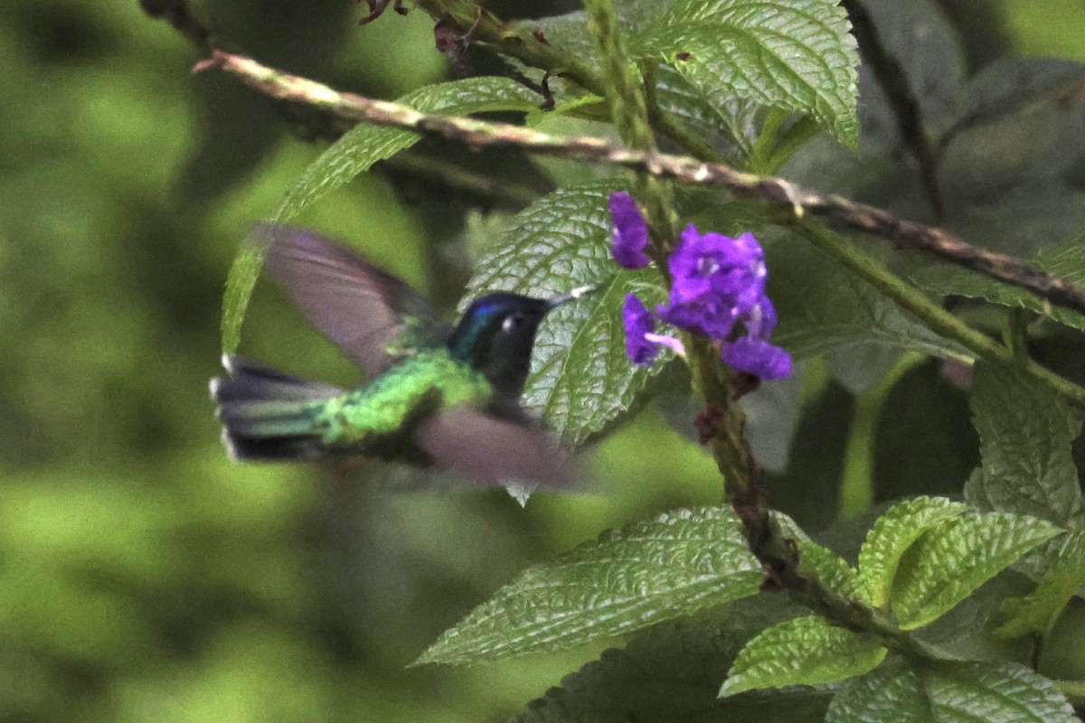 kolibřík fialovohlavý - ML620312638