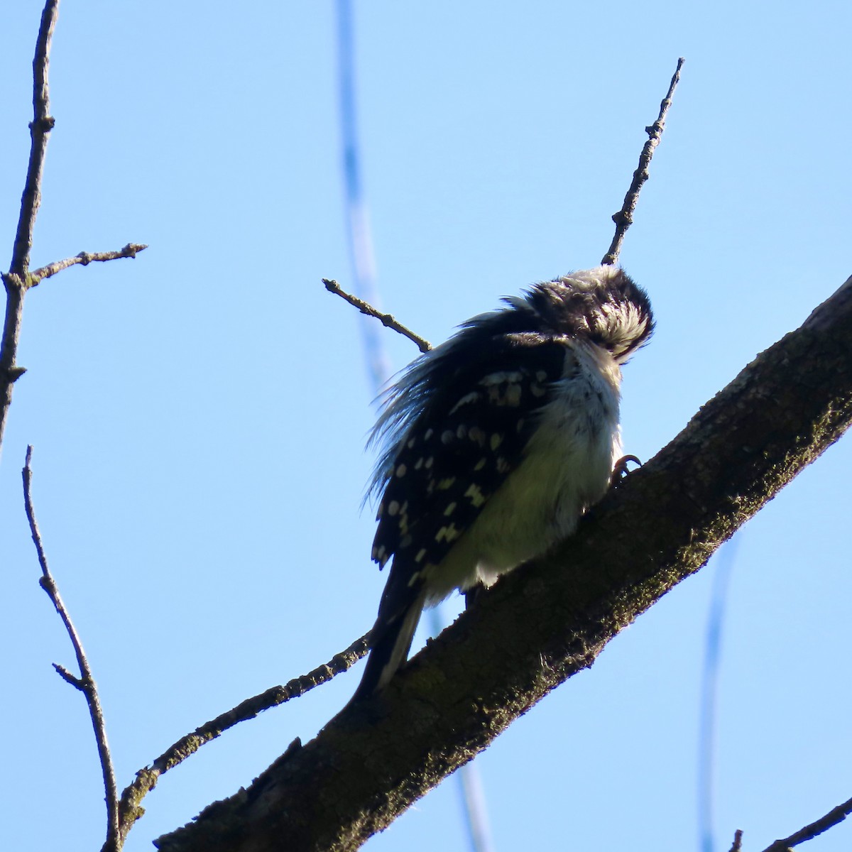 Downy Woodpecker (Eastern) - ML620312640