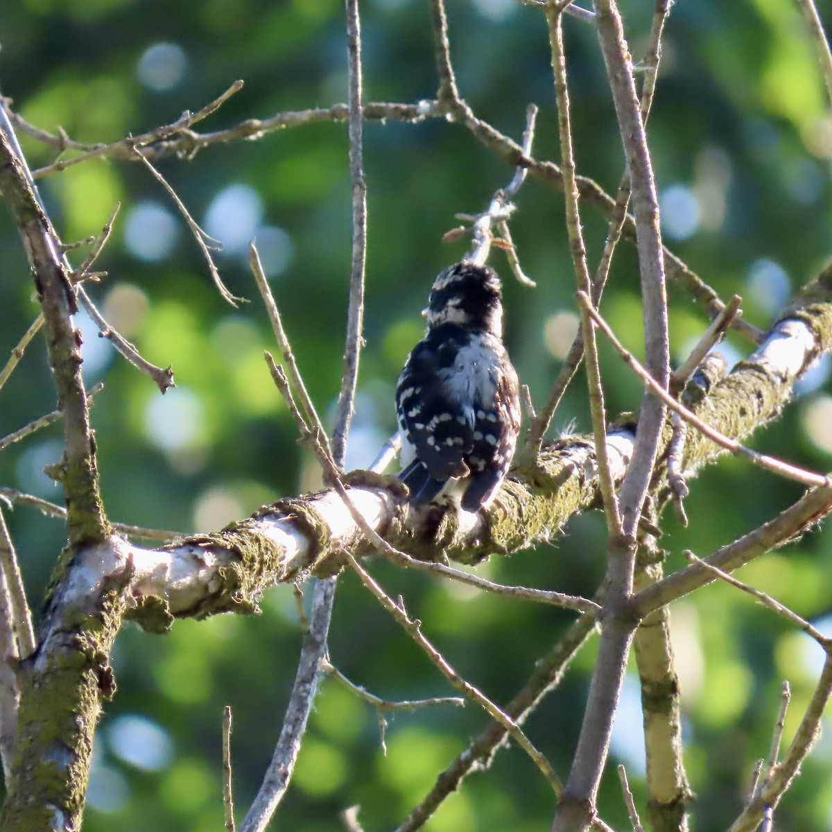 Downy Woodpecker (Eastern) - ML620312641