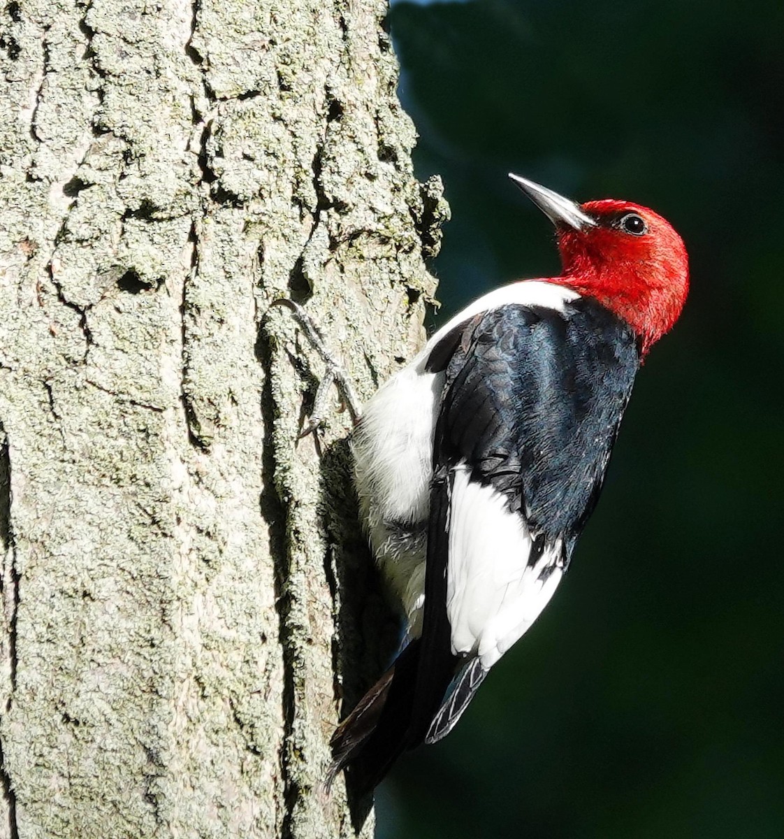 Red-headed Woodpecker - ML620312645