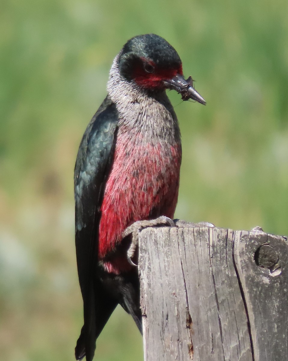 Lewis's Woodpecker - ML620312649