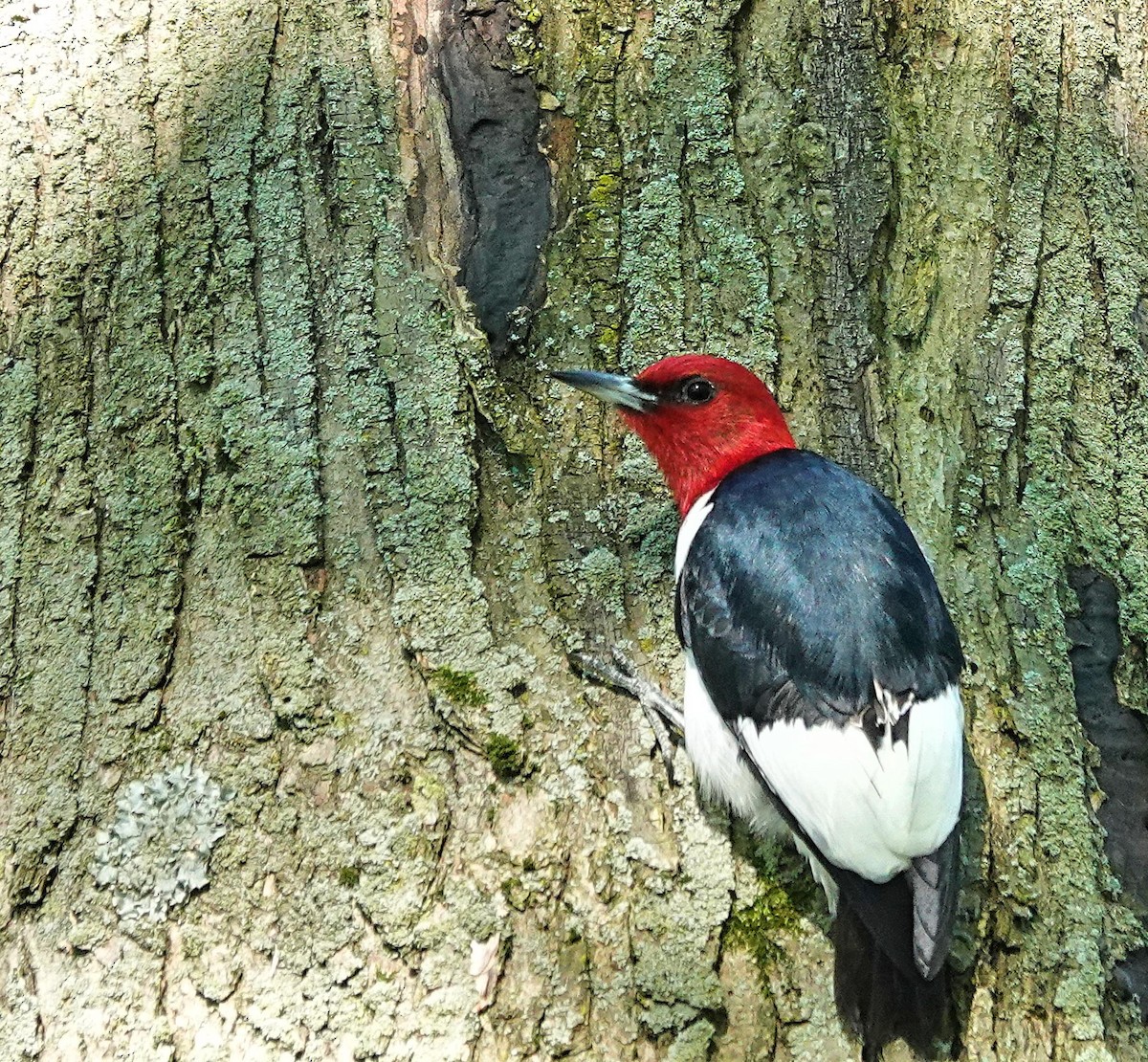 Red-headed Woodpecker - ML620312652