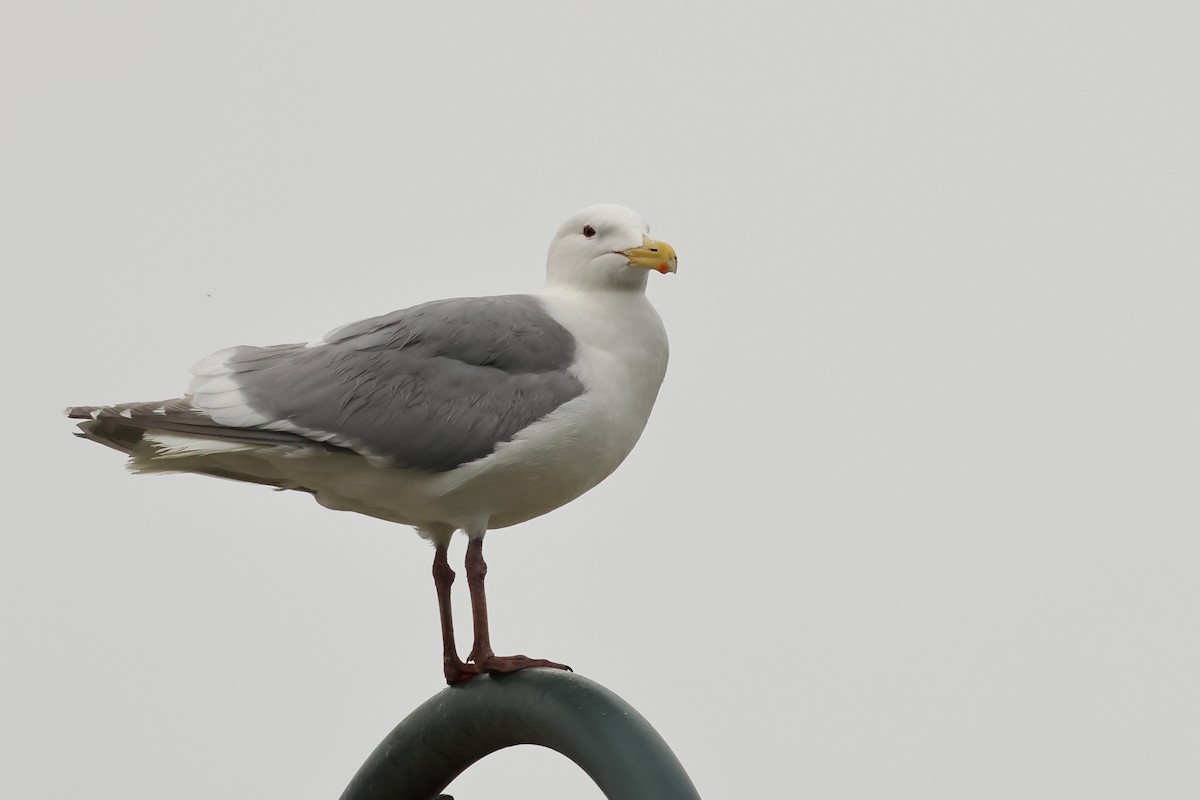 Glaucous-winged Gull - ML620312653