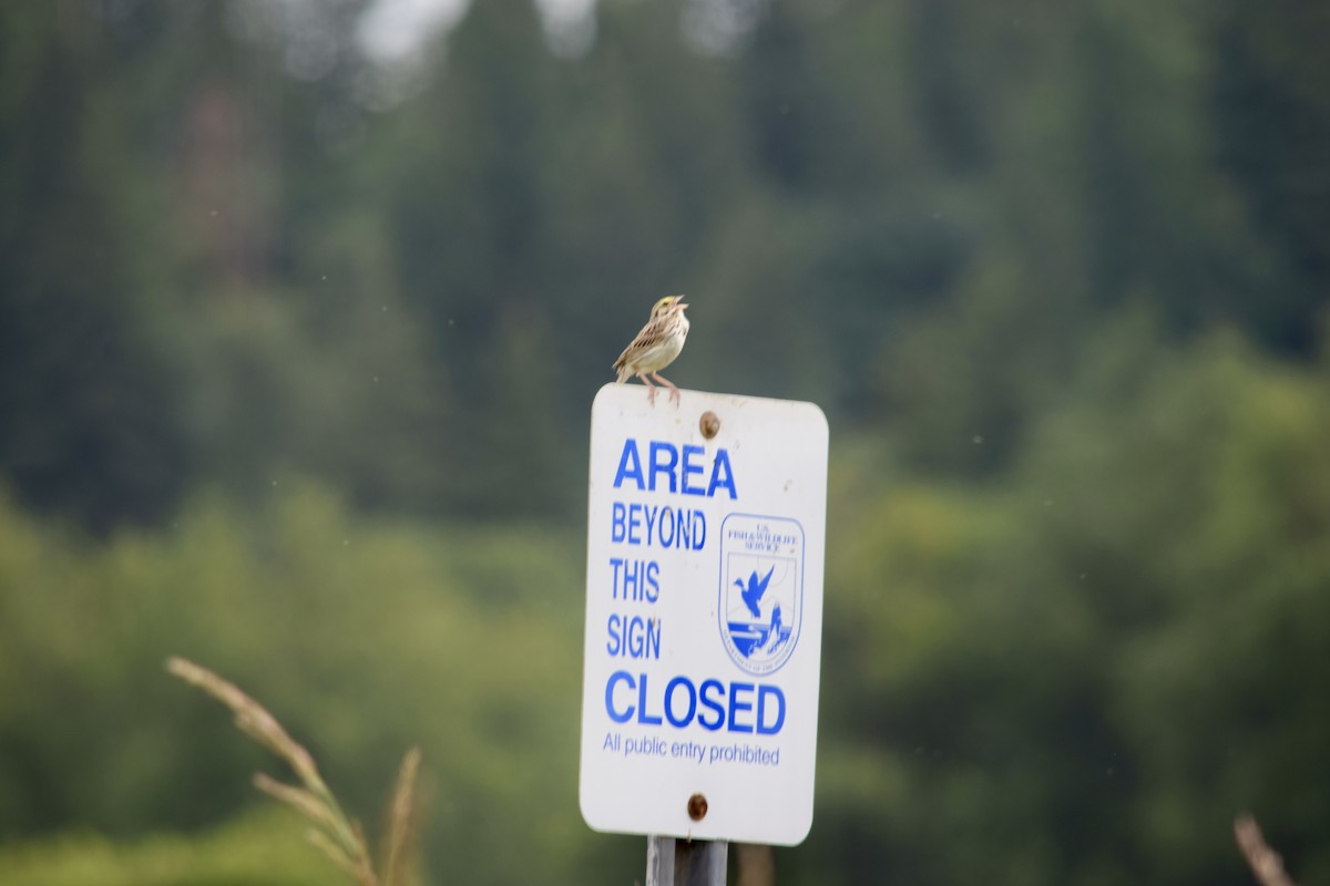 Savannah Sparrow - ML620312657