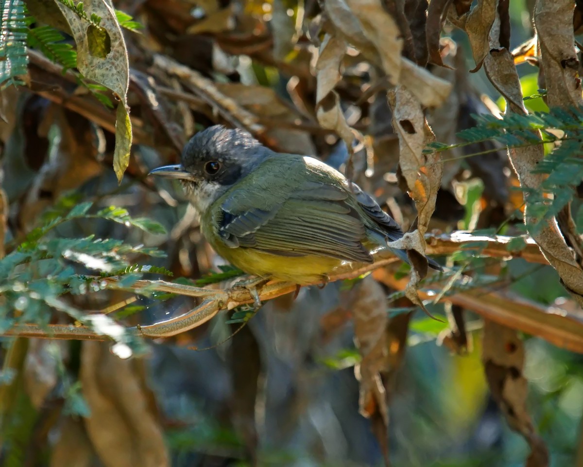 Plain Antvireo - ML620312662