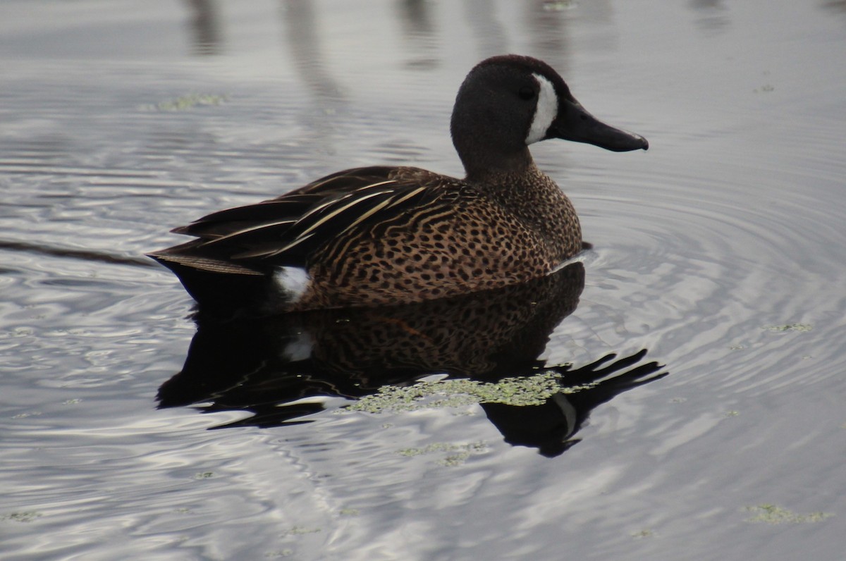 Blue-winged Teal - ML620312663