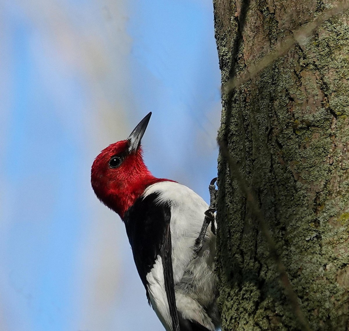 Red-headed Woodpecker - ML620312667