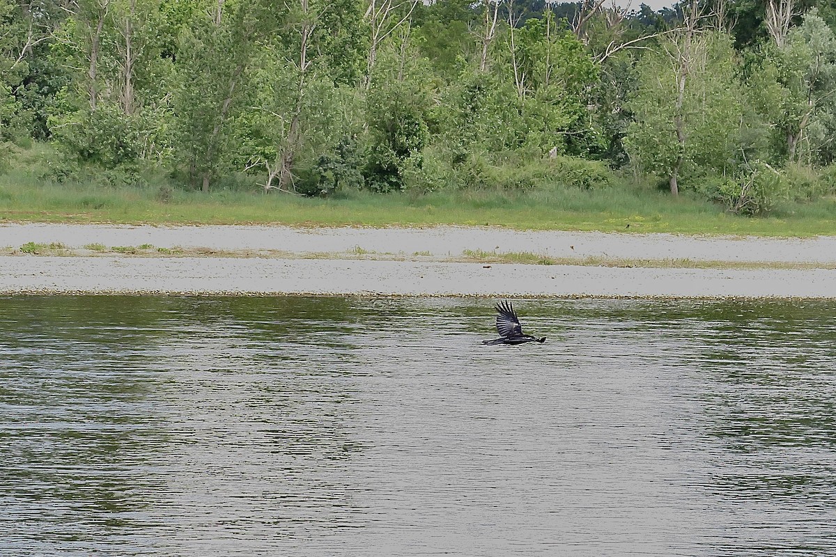 Great Cormorant - ML620312676