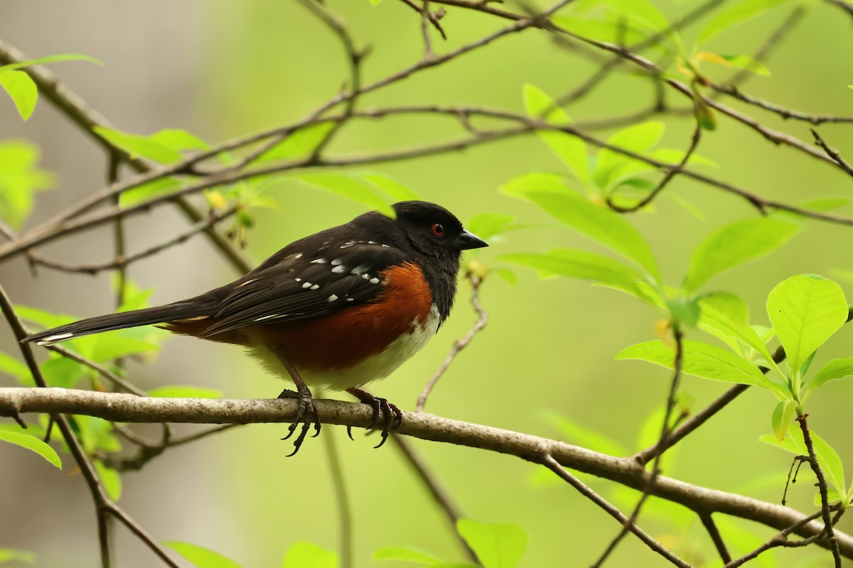 Spotted Towhee - ML620312679