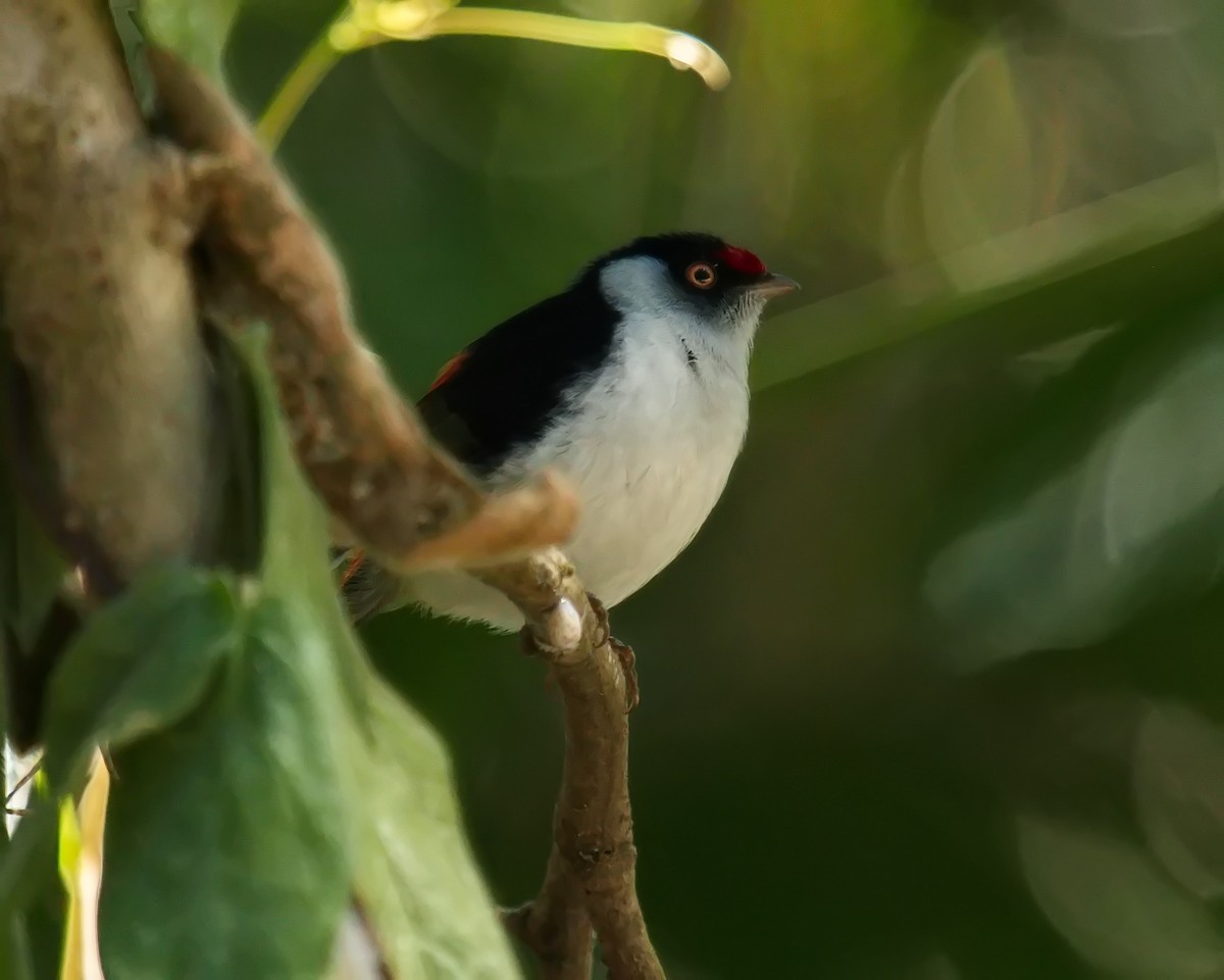 Pin-tailed Manakin - Amaury Pimenta