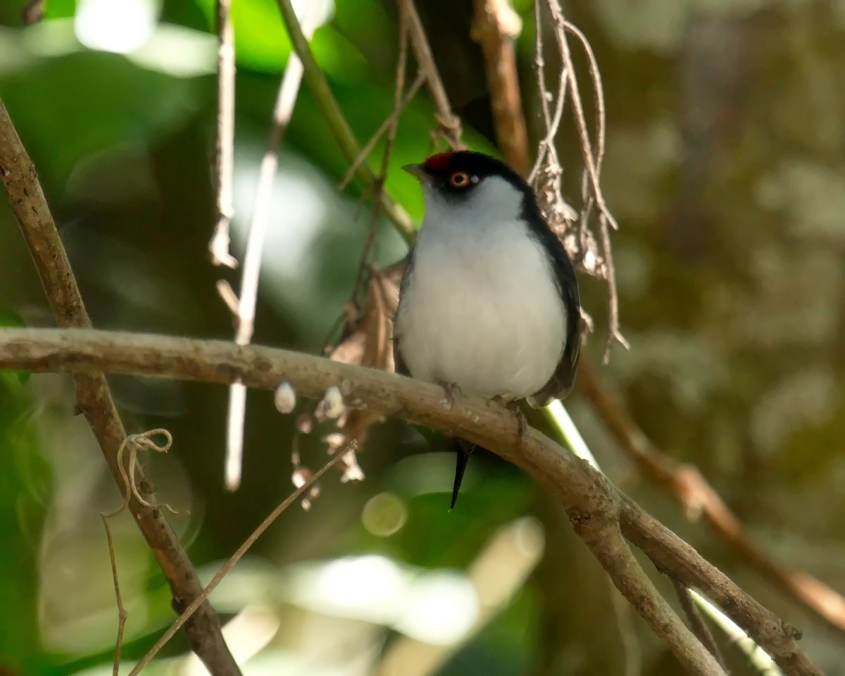 Pin-tailed Manakin - ML620312682