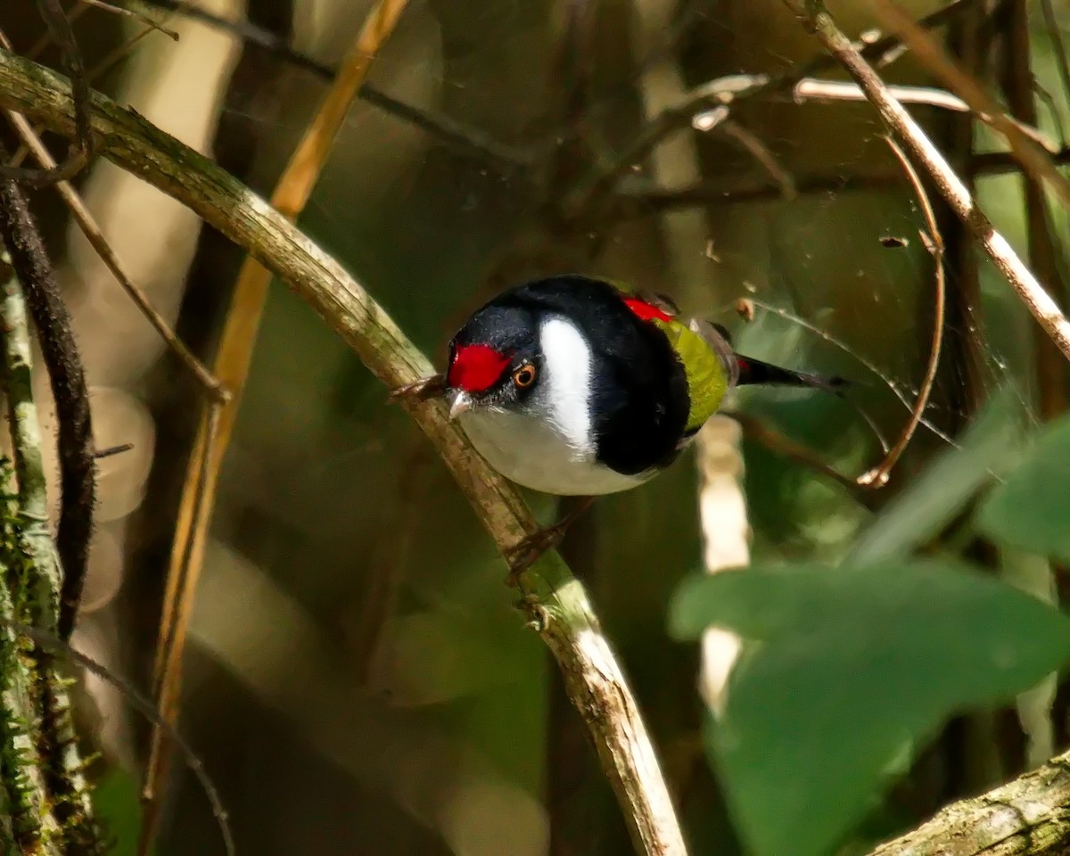 Pin-tailed Manakin - ML620312683