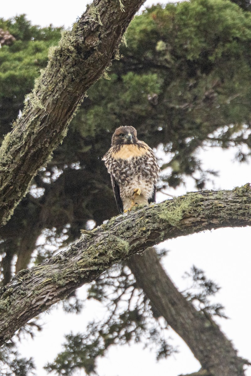 Red-tailed Hawk - ML620312685