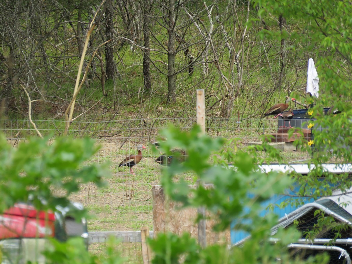 Black-bellied Whistling-Duck - ML620312686