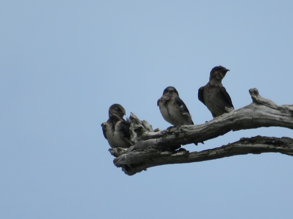 Purple Martin - ML620312688