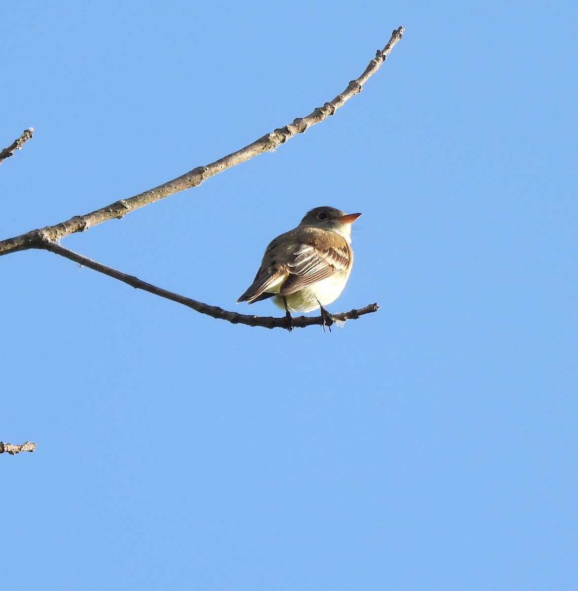 Willow Flycatcher - ML620312691