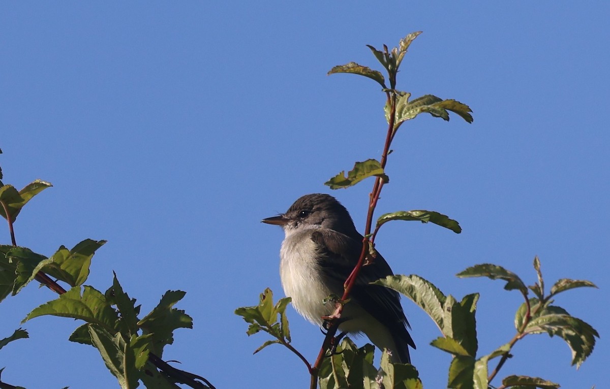 Willow Flycatcher - ML620312692