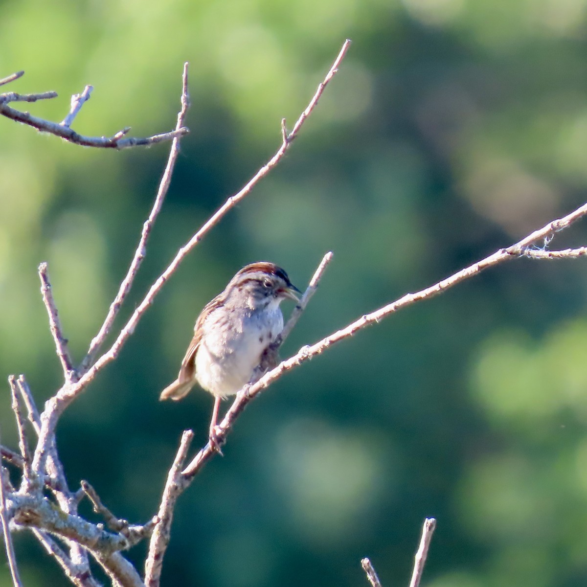 Swamp Sparrow - ML620312695