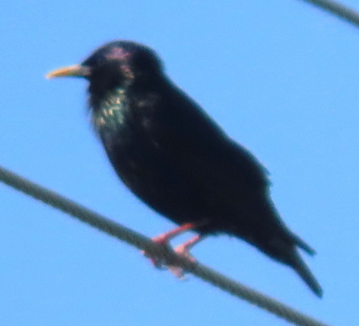 European Starling - ML620312696