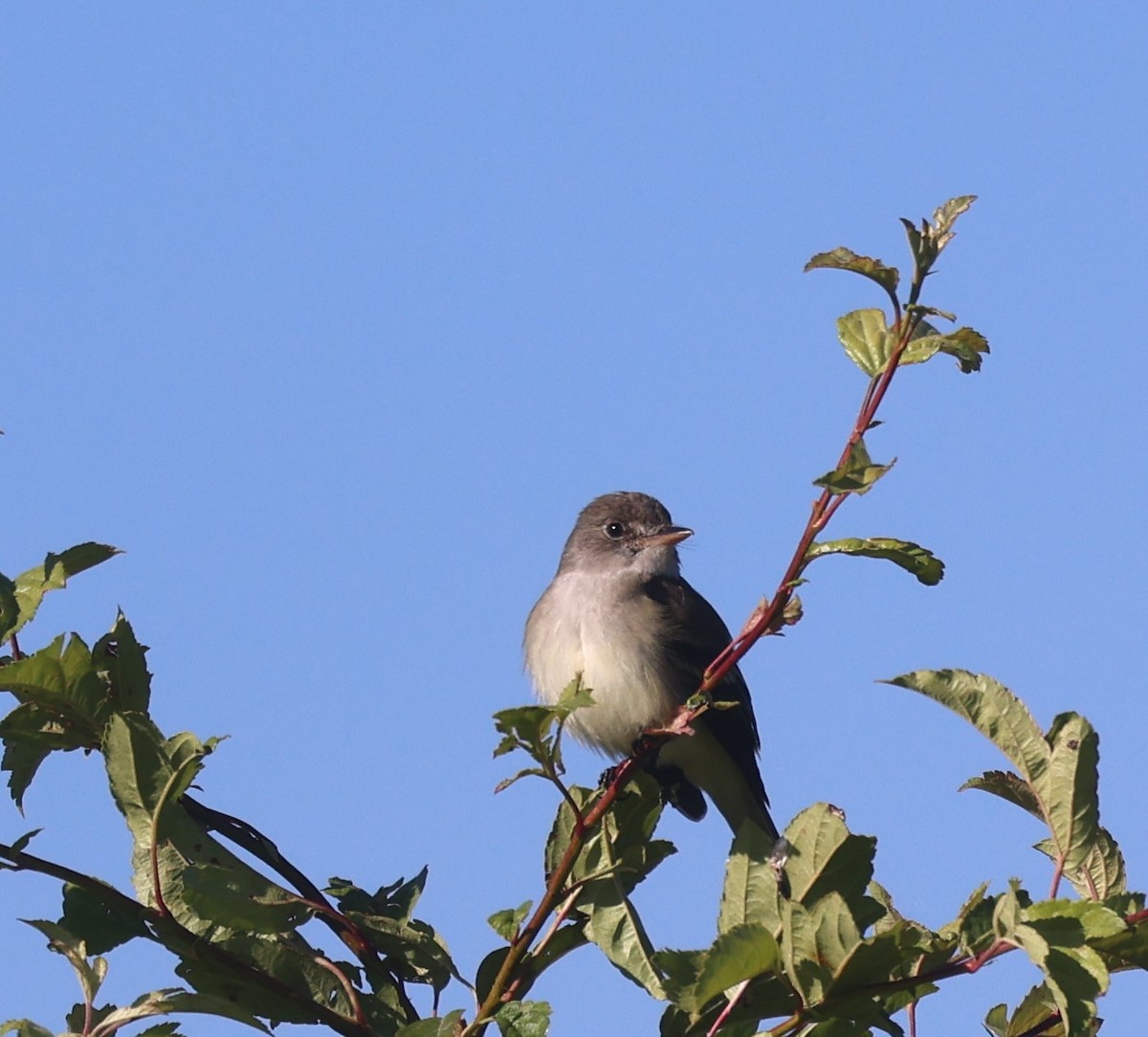 Willow Flycatcher - ML620312697