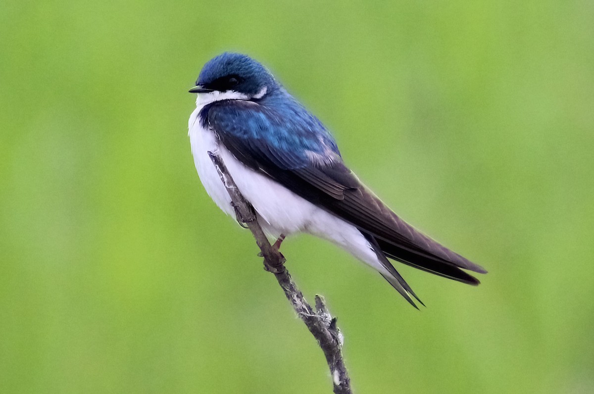 Golondrina Bicolor - ML620312699