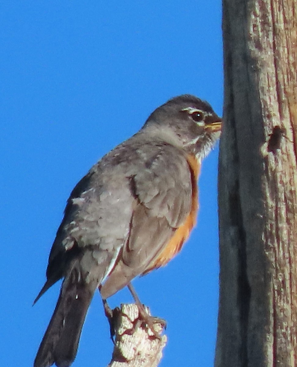 American Robin - ML620312706