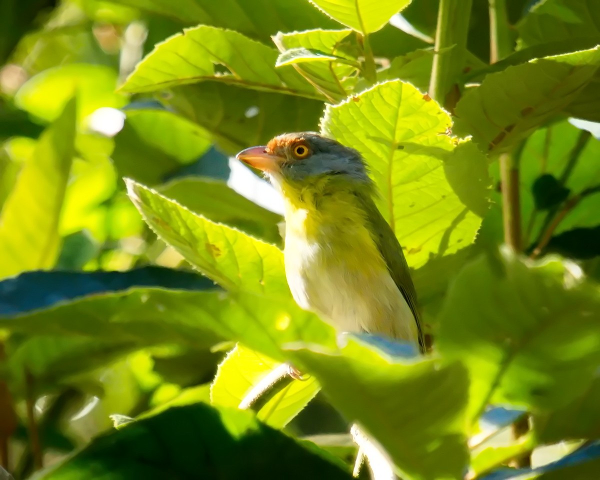 Rufous-browed Peppershrike - ML620312709