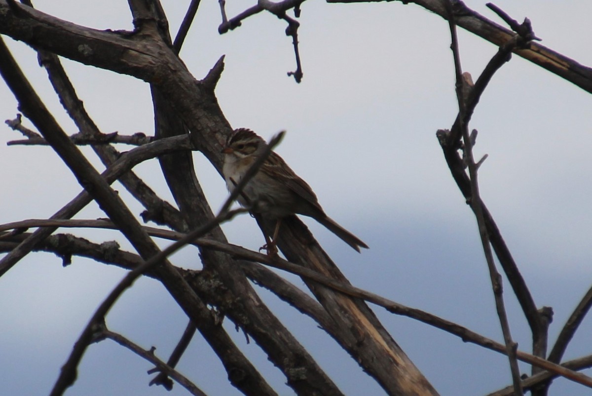 Clay-colored Sparrow - ML620312714