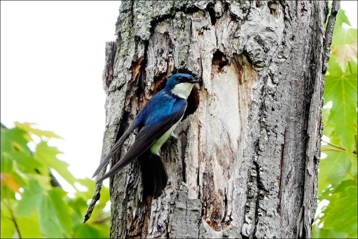 Tree Swallow - ML620312716