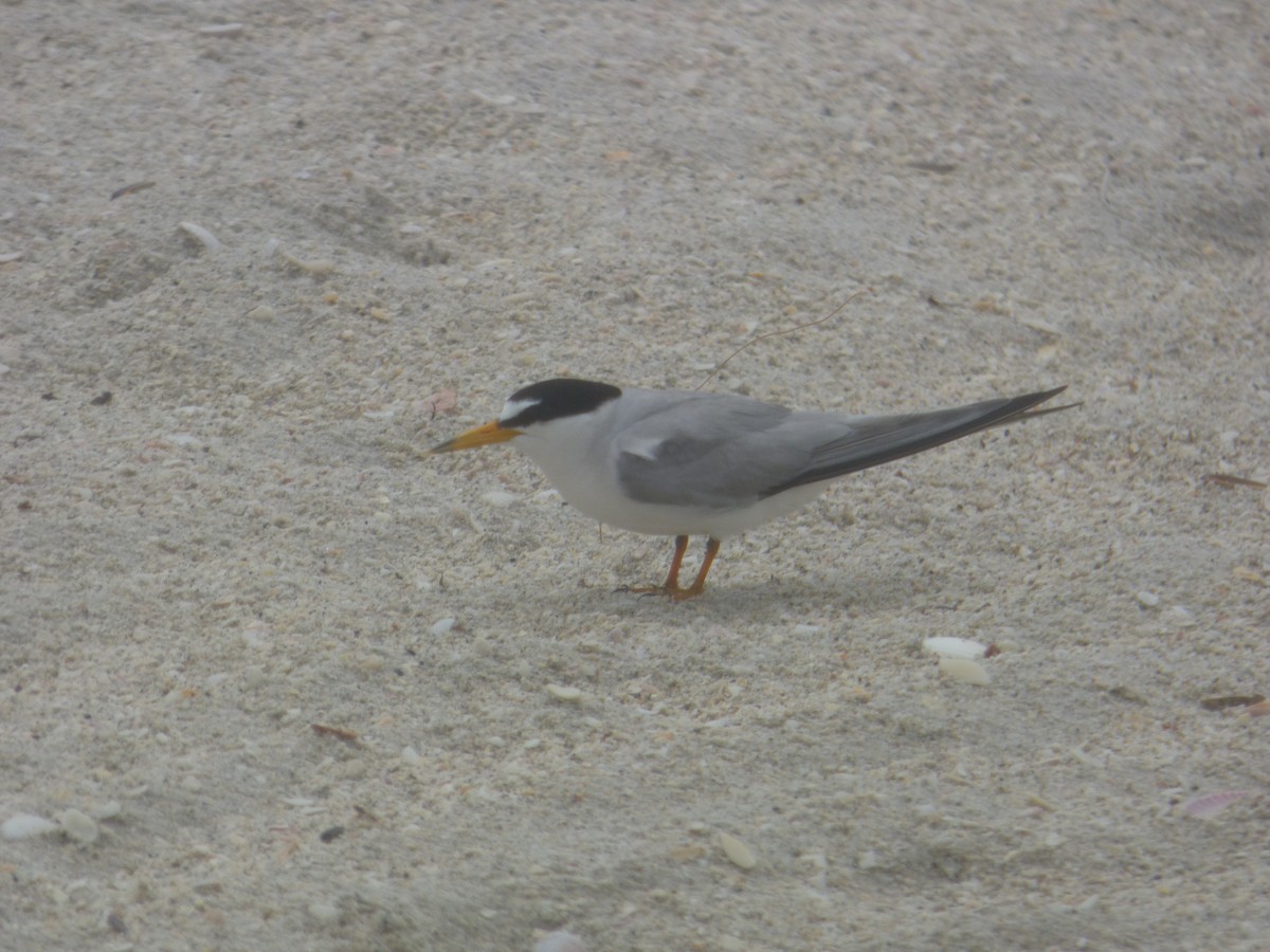 Least Tern - ML620312717