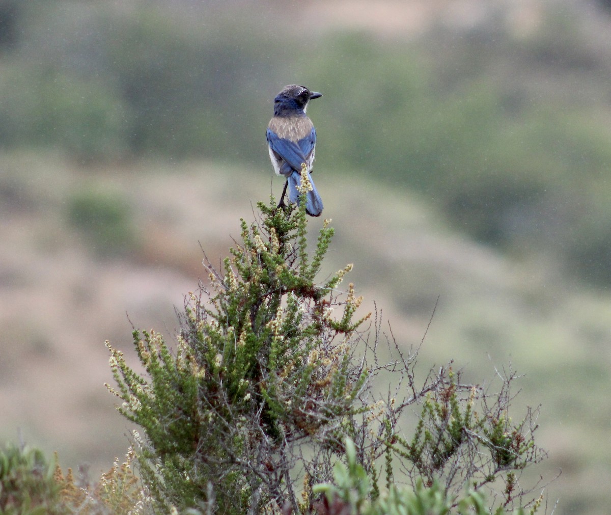 California Scrub-Jay - ML620312719