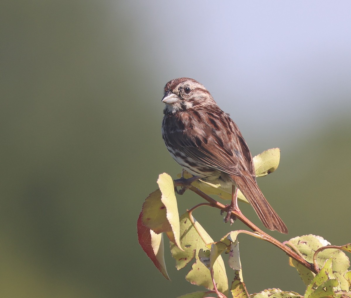 Song Sparrow - ML620312722